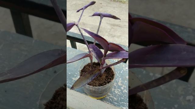 Grow purple heart plant from cutting in toffee jar ✨💜..#watchmypreviousvideostoo#purpleheart #diypo смотреть онлайн