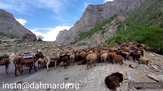 Гиссарские овцы и аборигенные САО Таджикистана саги дахмарда чабана Ходжимурода из Ягноба смотреть онлайн