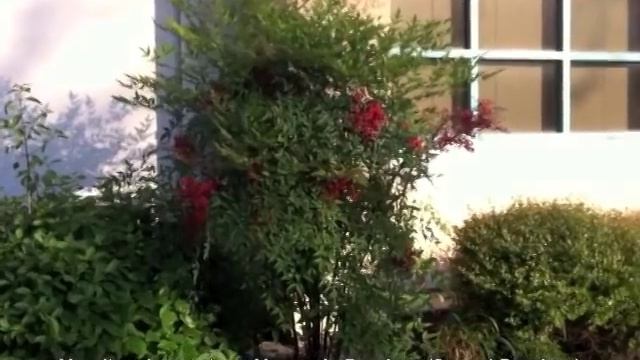 Nandina domestica - Heavenly Bamboo(Sacred Bamboo) смотреть онлайн