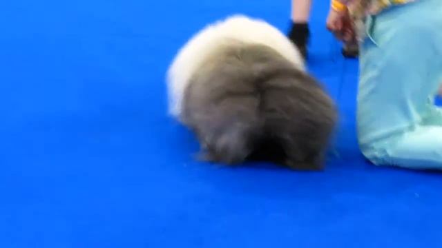 World Dog Show 2016 пекинесы кобели юниоры смотреть онлайн
