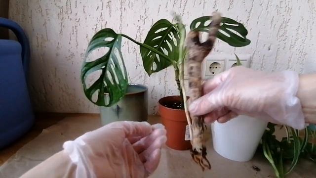 ФИЛОДЕНДРОН МАНКИ Monqey.