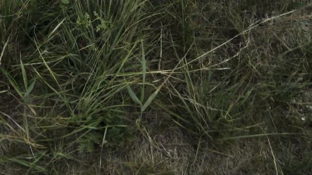 Koroluk Landslide смотреть онлайн
