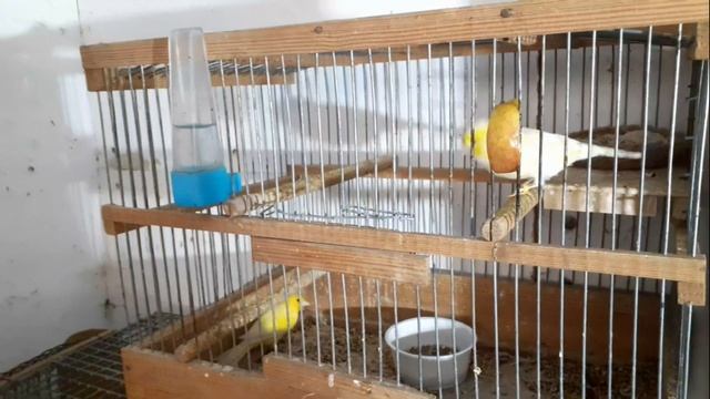 Разведение канареек НАЧАЛИ ВЫЛУПЛЯТЬСЯ ПТЕНЦЫ смотреть онлайн