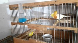 Разведение канареек НАЧАЛИ ВЫЛУПЛЯТЬСЯ ПТЕНЦЫ