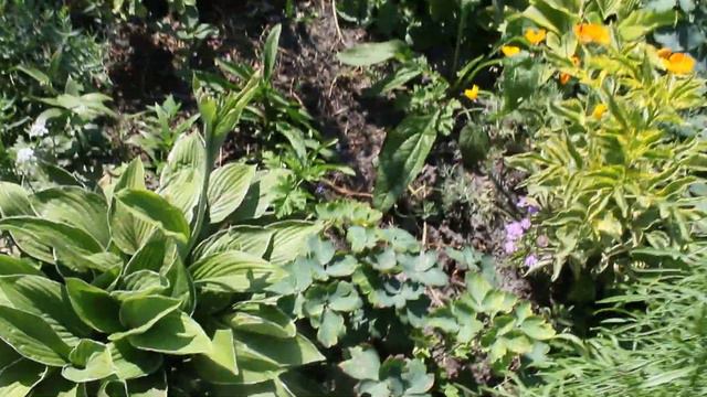 проверяю семена соответствии сорта по  пакетикам