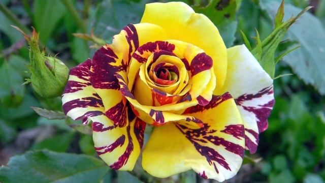 Роза бордюрная Фокус покус (Hocus Pocus)