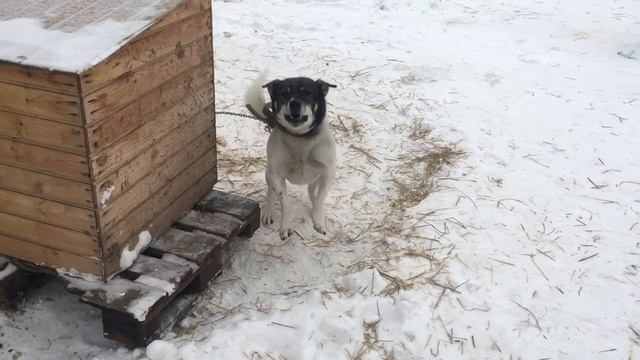 Чарли-попрыгунчик