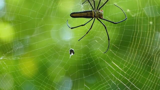 Национальный парк Удавалаве 2. Михаил Коханчиков смотреть онлайн