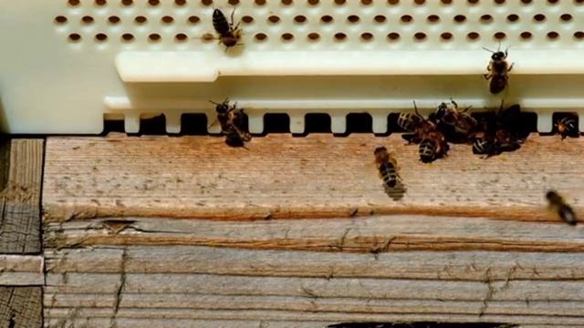 О ПОДГОТОВКЕ ПЧЁЛ К ЗИМЕ. смотреть онлайн