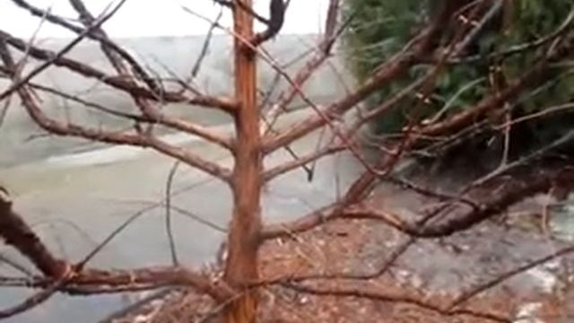 Секвойя метасеквойя кедр зимой Херсонская область январь 2022 смотреть онлайн