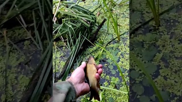 РЫБА ЛИНЬ. Рыбалка на поплавок. Золотая рыбка из сказки на удочку. Сказочное озеро. #Shorts смотреть онлайн