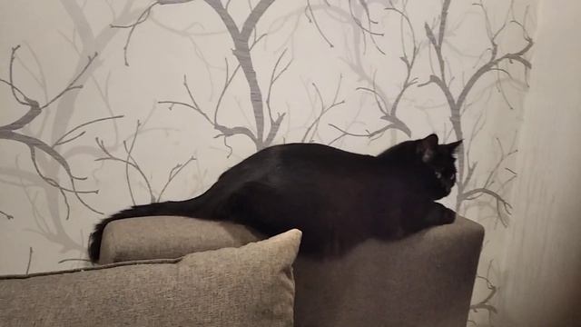 9 Марта 2023 Его Королевско́е Кото Величество Перец великолепный.  // можно любоваться и кормить