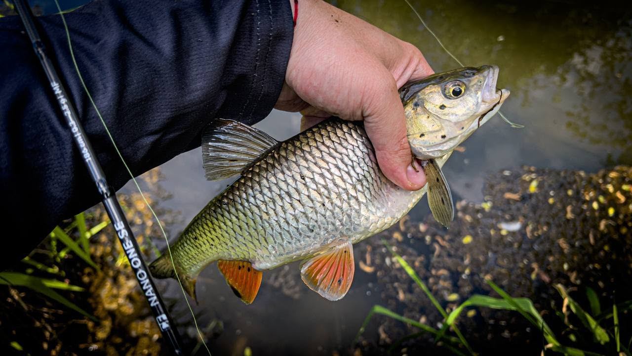 МИКРО ВОБЛЕРЫ КОСЯТ РЫБУ на РУЧЬЕ / XUL РЫБАЛКА на ГОЛАВЛЯ смотреть онлайн