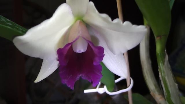 Каттлея расцвела😍😍😍😍 смотреть онлайн