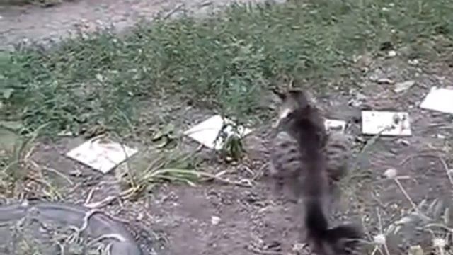 На кота напала крыса смотреть онлайн
