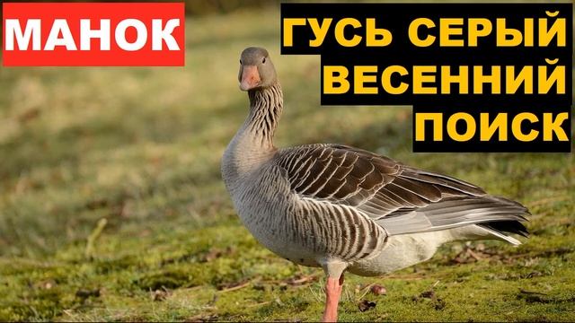 ?ГОЛОС (МАНОК) ГУСЬ СЕРЫЙ ВЕСЕННИЙ ПОИСК смотреть онлайн