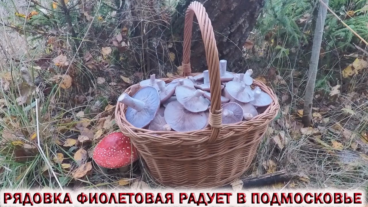 ?ГРИБ РЯДОВКА ФИОЛЕТОВАЯ РАДУЕТ В ЛЕСАХ ПОДМОСКОВЬЯ ?Осторожно Бледная Поганка! смотреть онлайн