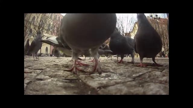 Танец маленьких голубей смотреть онлайн