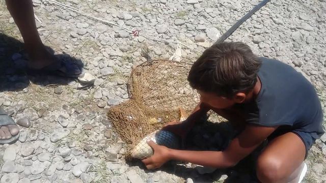 САЗАН СЛОМАЛ КАТУШКУ. #САЗАН #СЫРДАРЬЯ #РЫБАЛКА #УЗБЕКИСТАН смотреть онлайн