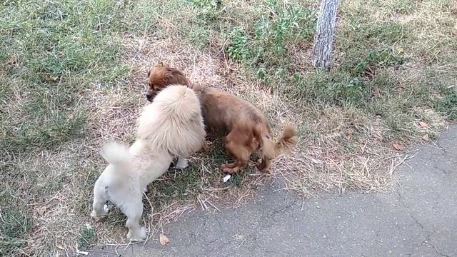 АЛИСА И БАРОН смотреть онлайн