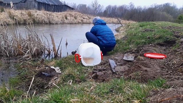 Зарыбление водоема. Как приживаются в пруду белый амур и карп. смотреть онлайн