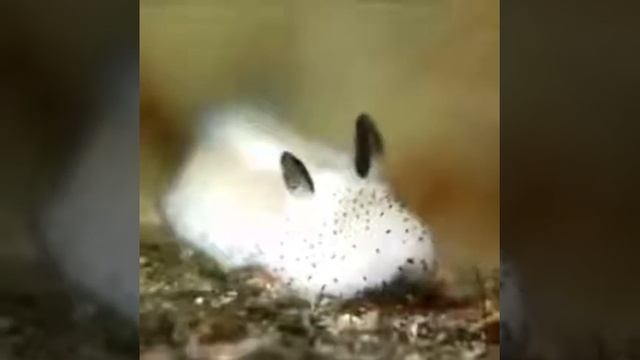 Морской зайчик. смотреть онлайн