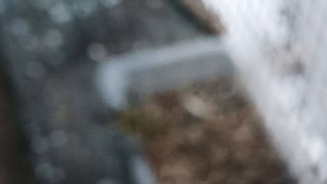 Снегирь. Птицы в вольере смотреть онлайн