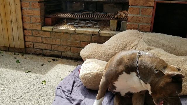 American bully pregnant 21 days(3 weeks) part 1 #americanbully #pregnancy #week3 #abkc #love смотреть онлайн