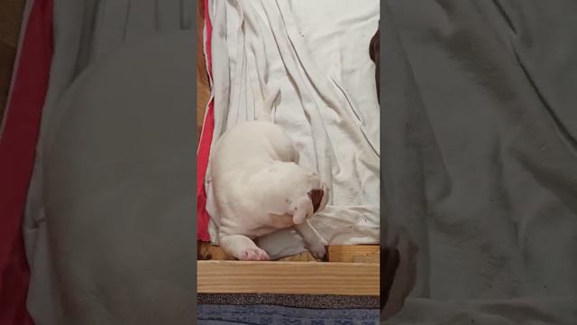 Щенки питбуля смотреть онлайн