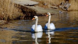Голубой Дунай - Штраус