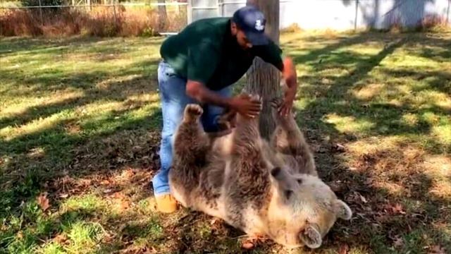 Медведица узнала своего спасителя спустя много лет. Реакция медведя растрогала всех! смотреть онлайн