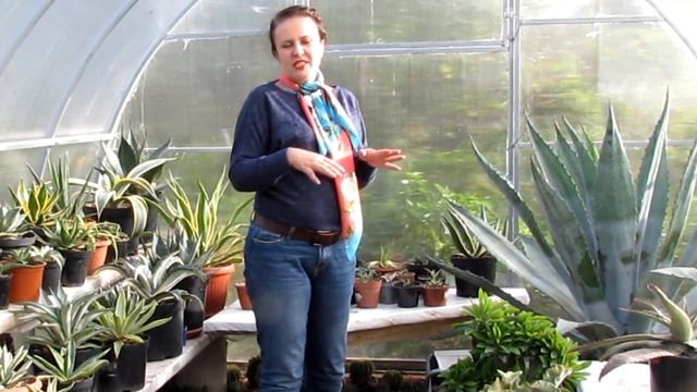 Отправляю агавы на зимовку Обзор сортов смотреть онлайн