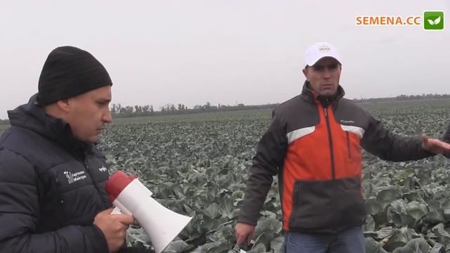 Адаптор F1 капуста (Syngenta) День поля смотреть онлайн