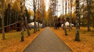 Романов лес. Костромская область