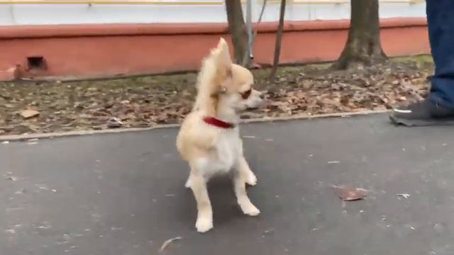 Малыш чихуахуа Пух 6 месяцев. смотреть онлайн