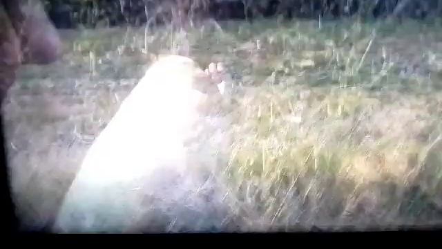 React to how to tame a wild animal смотреть онлайн