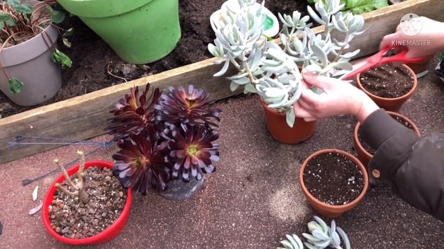 Boutures Aeonium #1 arboreum#aeonium смотреть онлайн