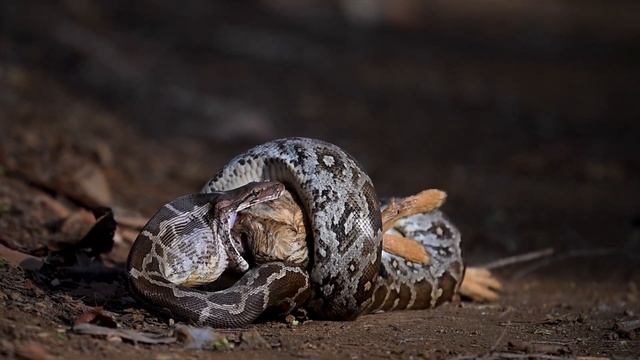 Indian Rock Python with Indian Hare kill Ranthambore смотреть онлайн