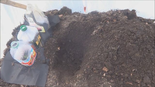 Ранние Арбузы в Теплице с Помидорами: Посадка смотреть онлайн