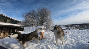 Говорящая Собака | ТОЛЬКО ТАК нужно разговаривать с Хаски |  HUSKY VLOG