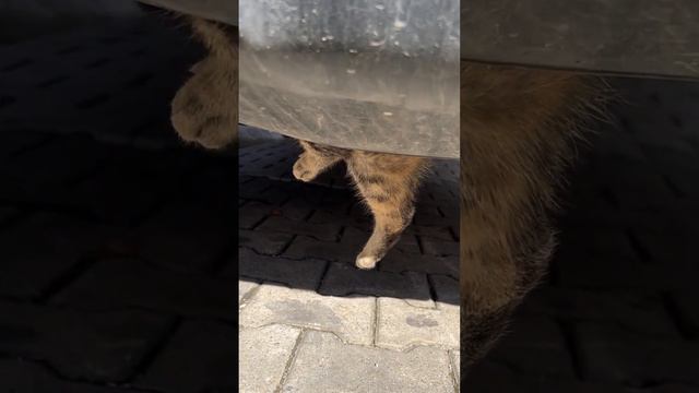 Авто кот…. #Кот #кошка #животные #турция #аланья #шорт #блогер #курортыдояжизни #нежданчик #все смотреть онлайн