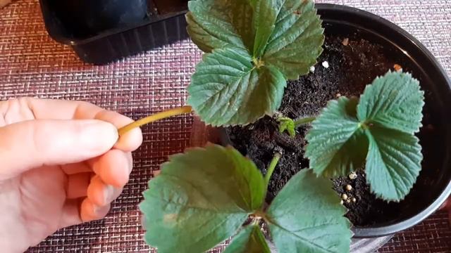 Клубника из семян,и что из этого вышло смотреть онлайн