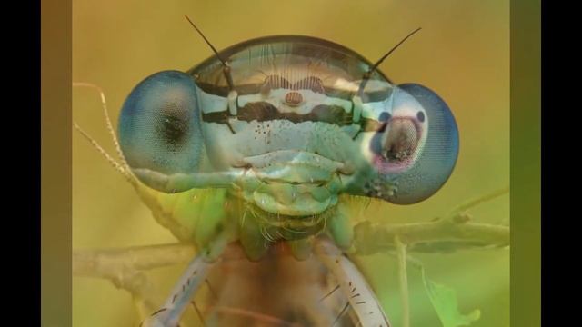 Необычные и забавные насекомые смотреть онлайн