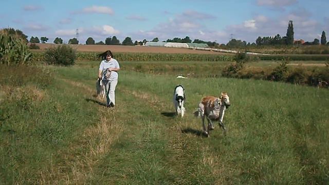 Spaziergang mit unseren Barsois im August 2016 смотреть онлайн