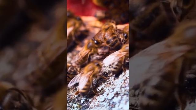 А вы знали, как пчелы делают соты? Насекомые инженеры? #shotrs #youtubeshorts смотреть онлайн