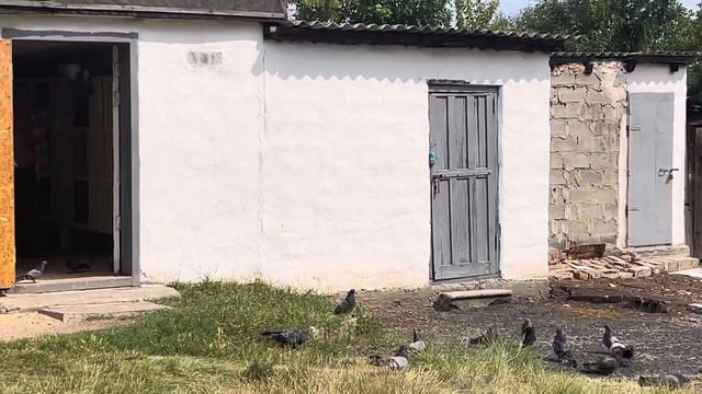 Голуби Абрамова А В смотреть онлайн
