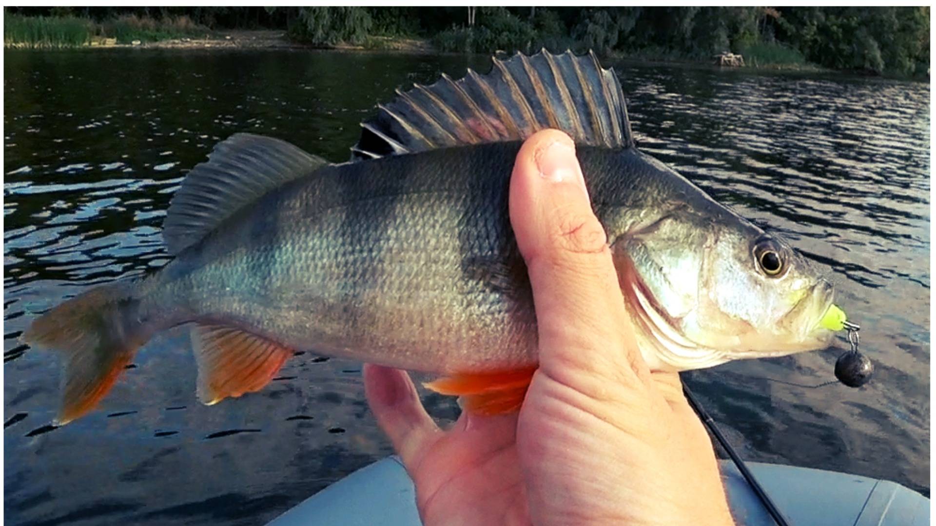 Рыбалка с ЛОДКИ на СПИННИНГ. ТРУДОВАЯ и ИНТЕРЕСНАЯ РЫБАЛКА смотреть онлайн