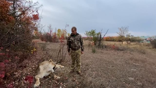 Лев Чук хотел наказать львицу ,но получил ТАКОЙ ОТВЕТ !!! смотреть онлайн