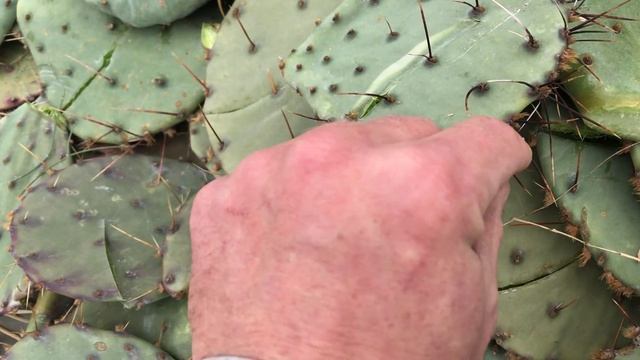 Composting Cactus, Donkey Manure, and Leaves in Geobins - Part 1 смотреть онлайн