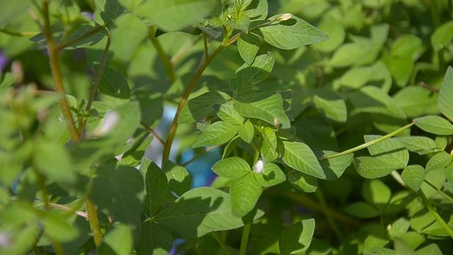 Nikon D5100 Sample Video смотреть онлайн